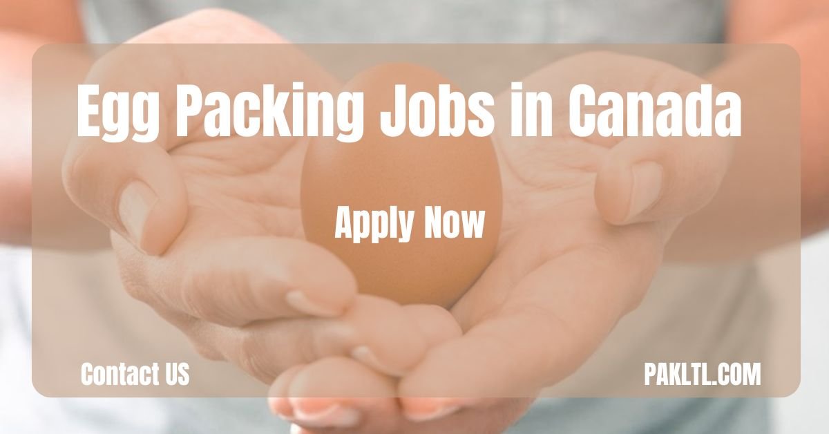 Get Hired: Visa-Sponsored Egg Packing Jobs in Canada 2024